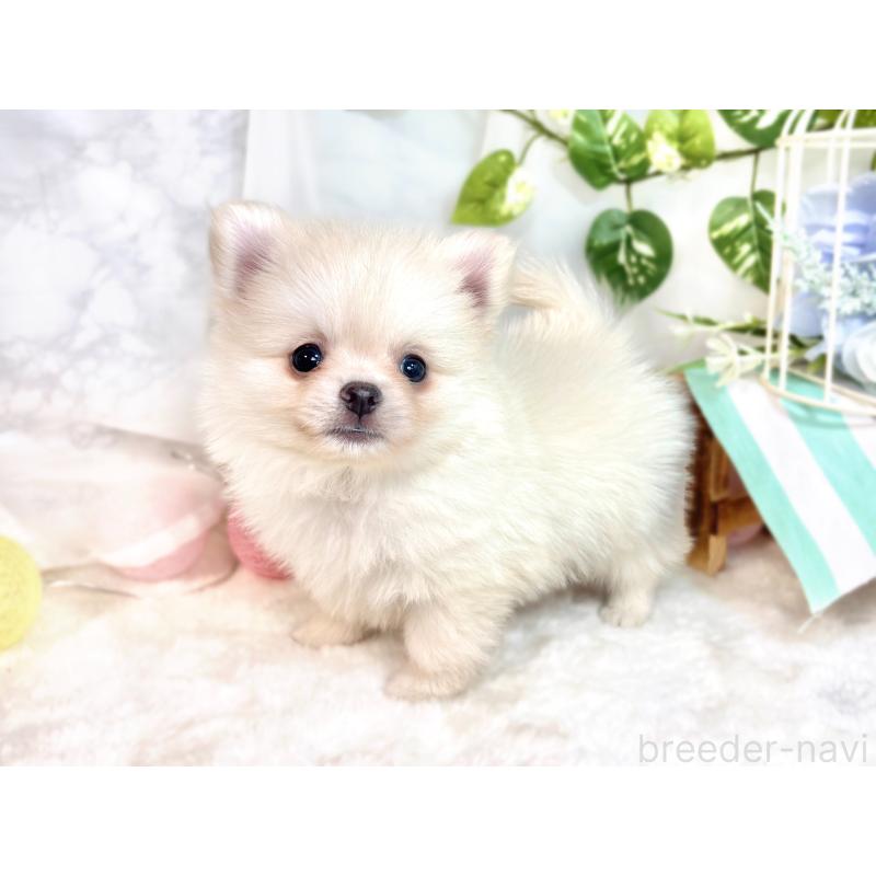 成約済の滋賀県のポメチワ:ポメラニアン×チワワ-417570の3枚目