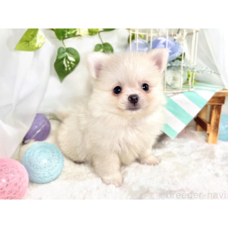 成約済の滋賀県のポメチワ:ポメラニアン×チワワ-417570の2枚目