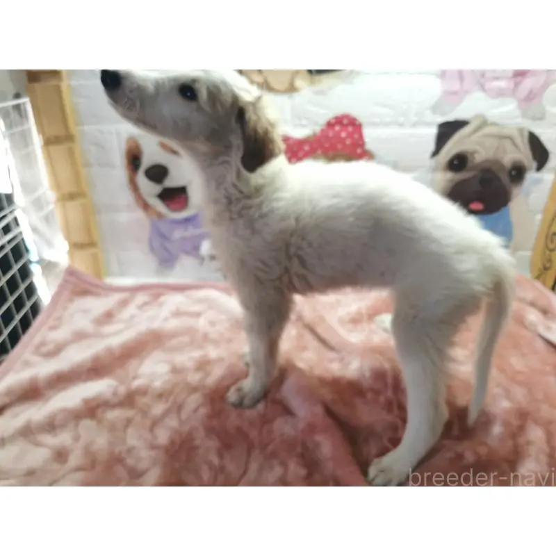 販売中の茨城県のボルゾイ-419053の6枚目