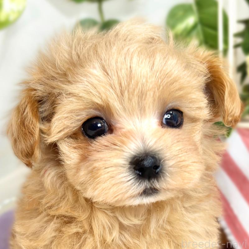 成約済の滋賀県のマルプー:マルチーズ×トイプードル-417558