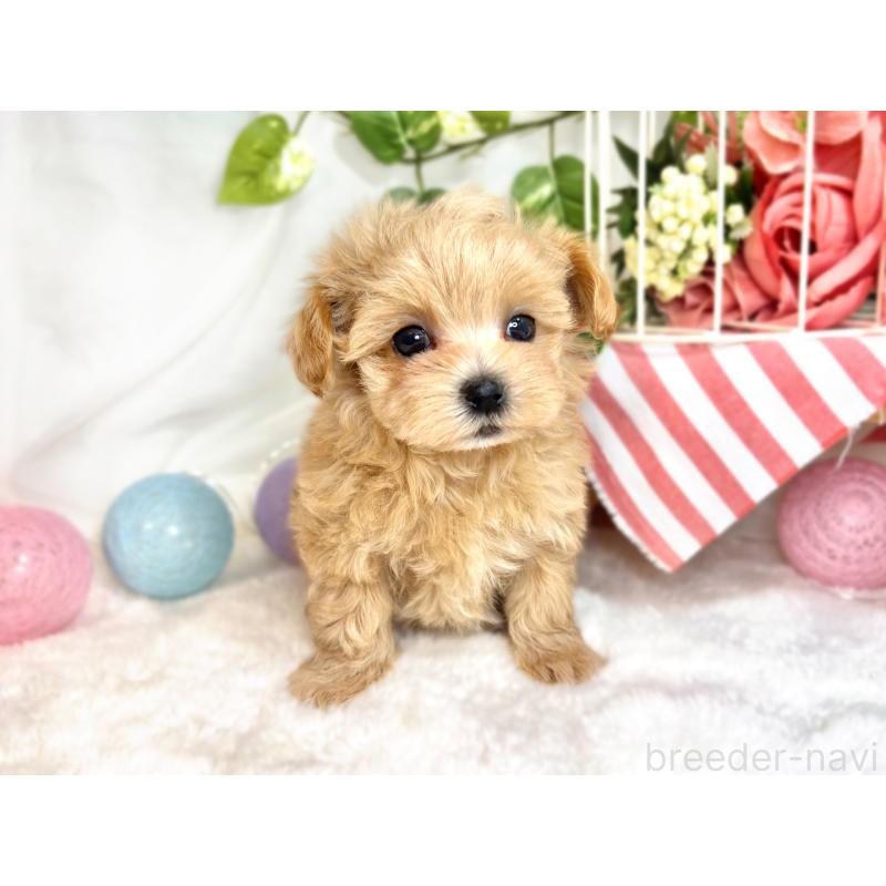 成約済の滋賀県のマルプー:マルチーズ×トイプードル-417558の4枚目