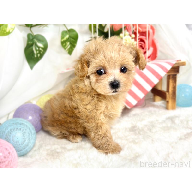 成約済の滋賀県のマルプー:マルチーズ×トイプードル-417558の3枚目