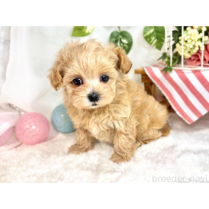 成約済の滋賀県のマルプー:マルチーズ×トイプードル-417558の2枚目