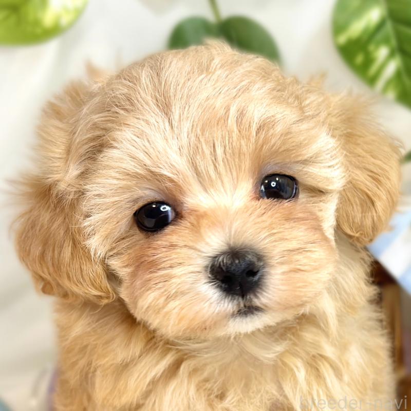 商談中の滋賀県のマルプー:マルチーズ×トイプードル-417560