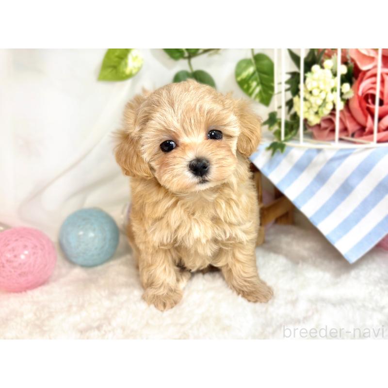 成約済の滋賀県のマルプー:マルチーズ×トイプードル-417560の4枚目