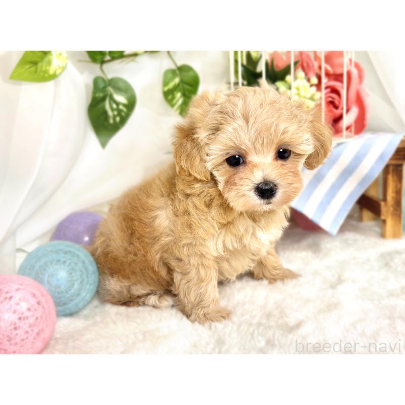 成約済の滋賀県のマルプー:マルチーズ×トイプードル-417560の3枚目