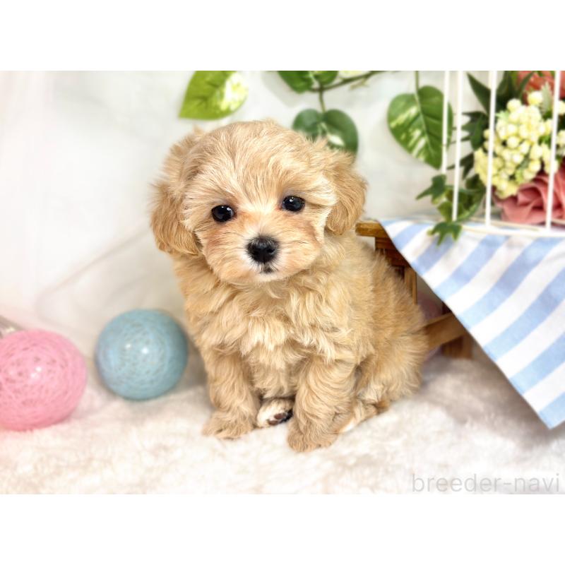 成約済の滋賀県のマルプー:マルチーズ×トイプードル-417560の2枚目