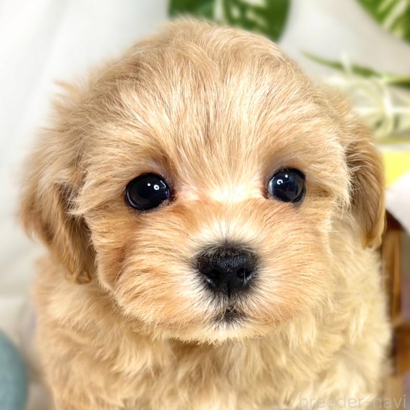 成約済の滋賀県のマルプー:マルチーズ×トイプードル-417562