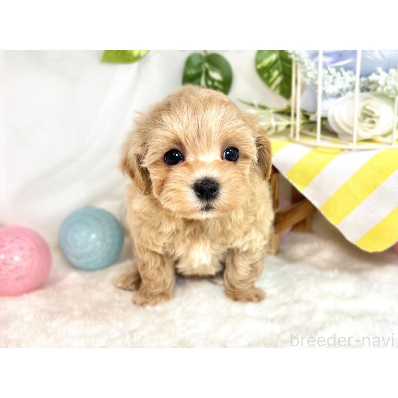 成約済の滋賀県のマルプー:マルチーズ×トイプードル-417562の4枚目