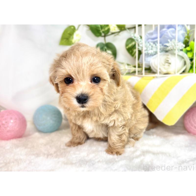 成約済の滋賀県のマルプー:マルチーズ×トイプードル-417562の3枚目