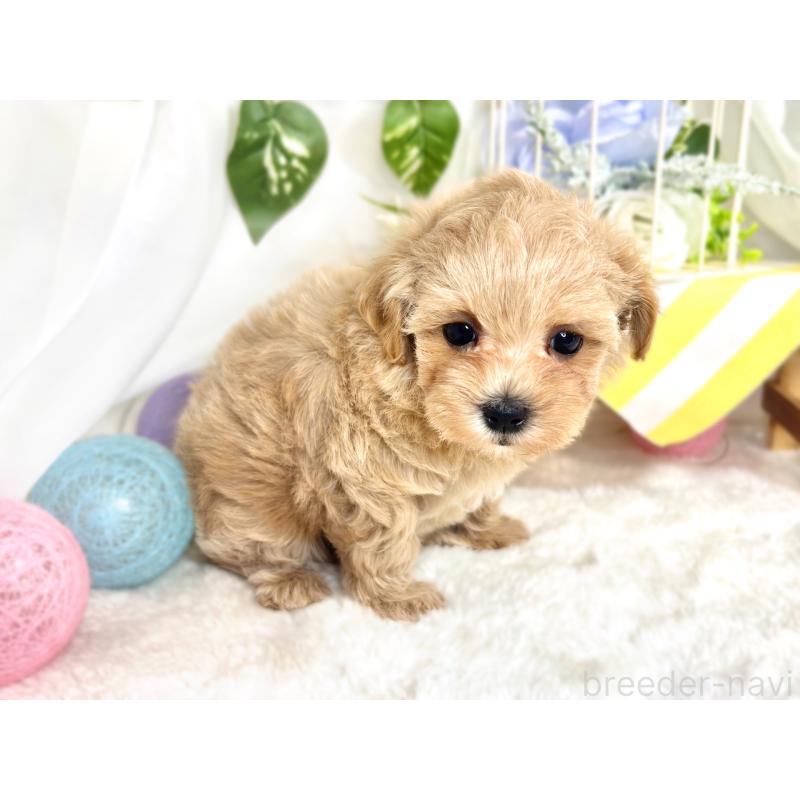 成約済の滋賀県のマルプー:マルチーズ×トイプードル-417562の2枚目