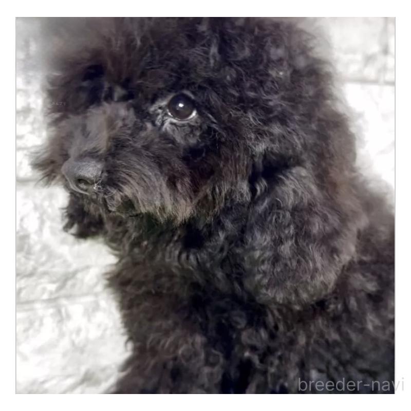 販売中の埼玉県のタイニープードル-412865の3枚目