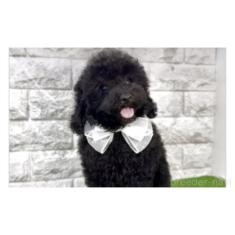 販売中の埼玉県のタイニープードル-412865の2枚目