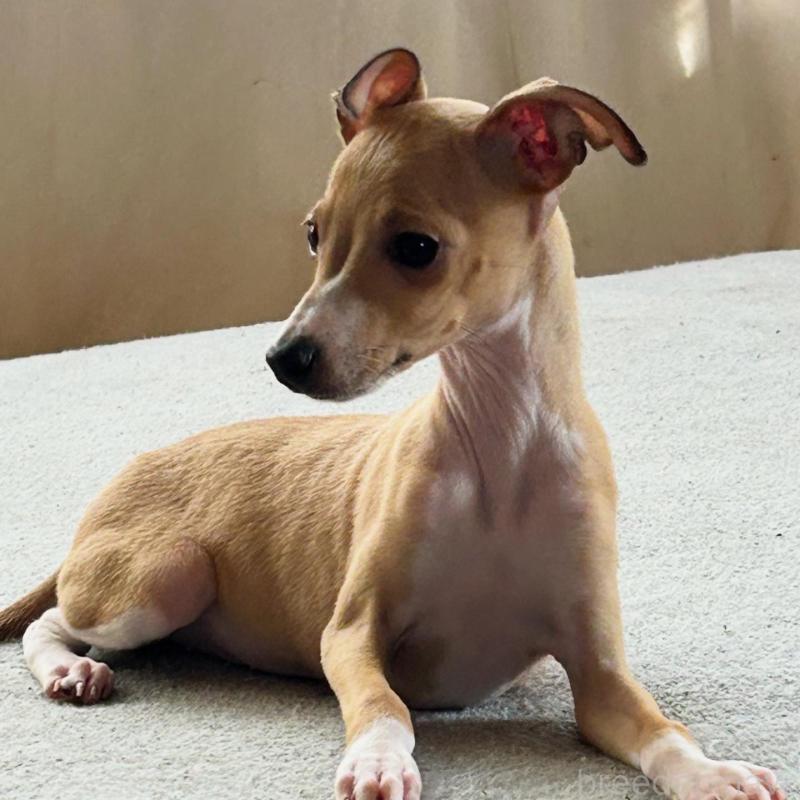 販売中の北海道のイタリアングレーハウンド(イタグレ)-413832の4枚目