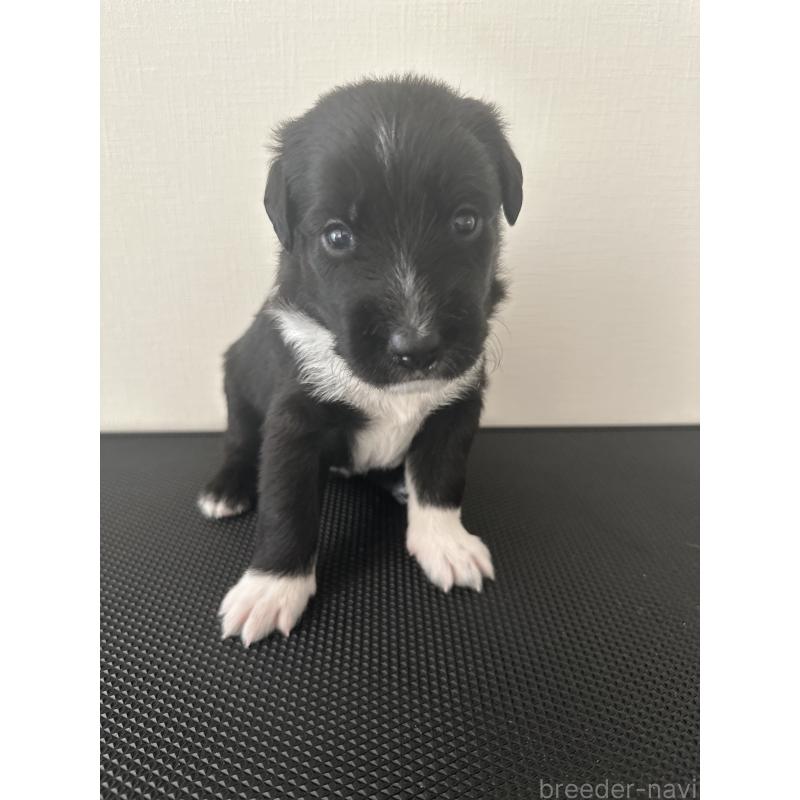 販売中の栃木県のミックス犬-419056の1枚目