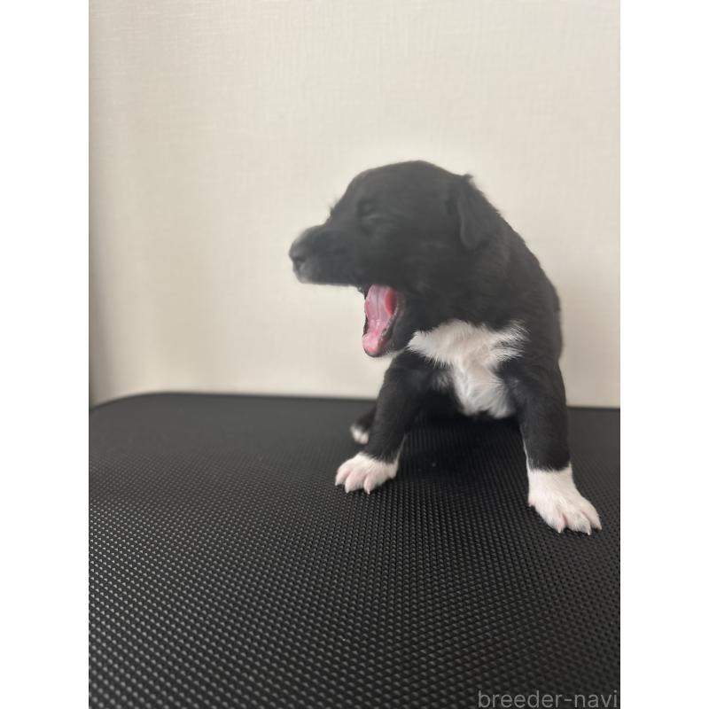 販売中の栃木県のミックス犬-419056の9枚目