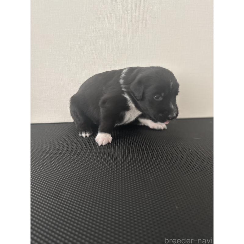 販売中の栃木県のミックス犬-419056の8枚目