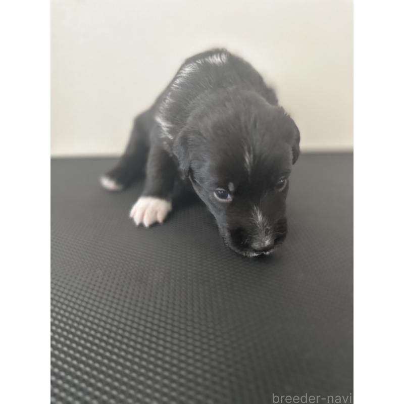 販売中の栃木県のミックス犬-419056の7枚目