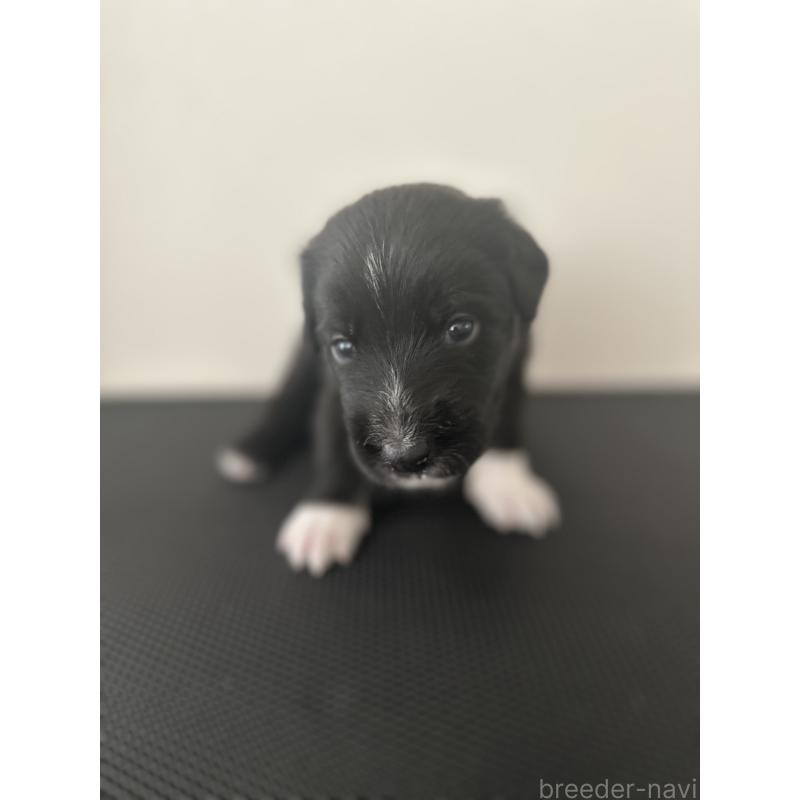 販売中の栃木県のミックス犬-419056の6枚目