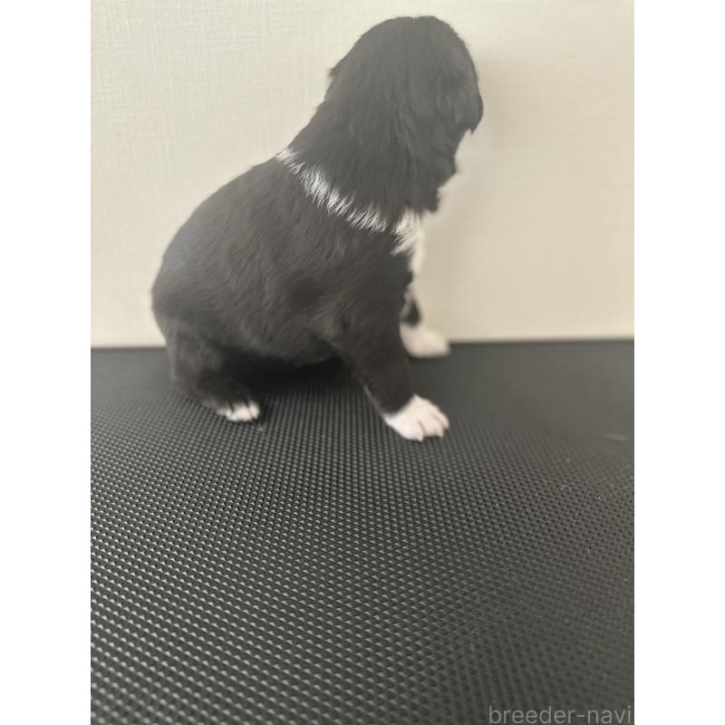 販売中の栃木県のミックス犬-419056の5枚目