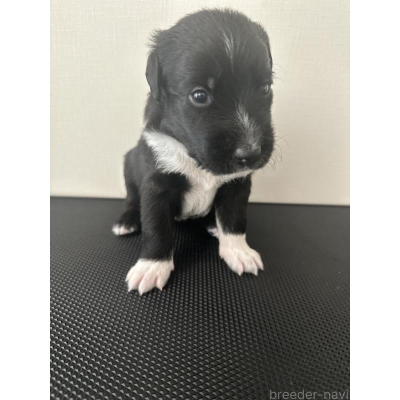 販売中の栃木県のミックス犬-419056の3枚目