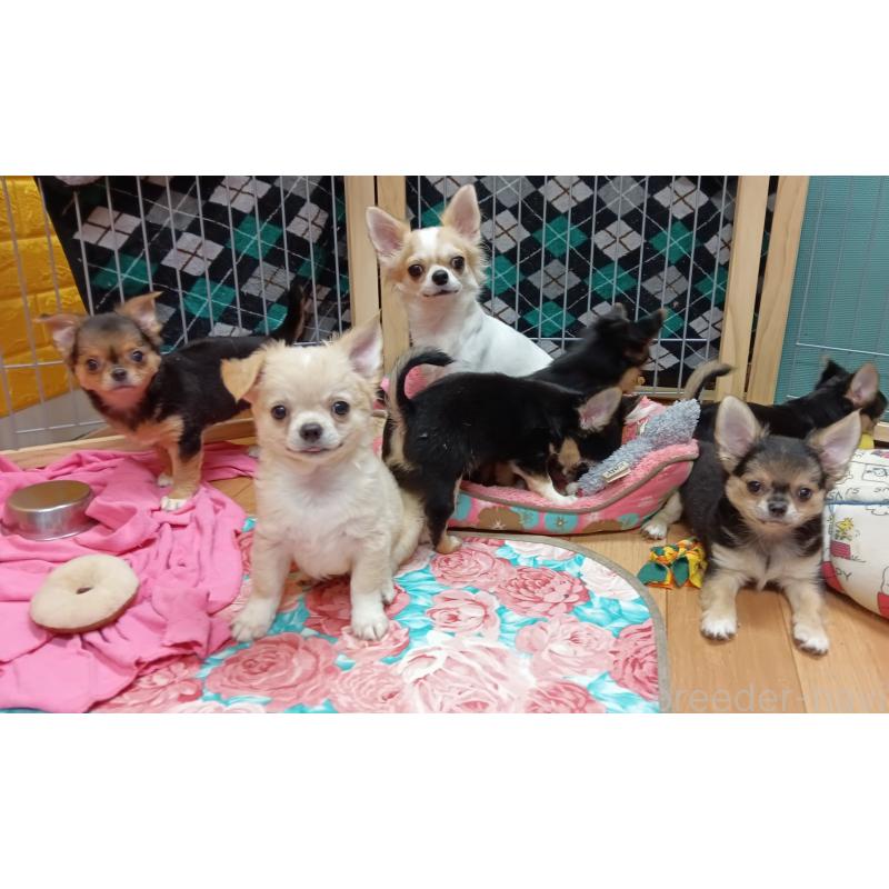 販売中の千葉県のチワワ(ロングコート)-404130の3枚目