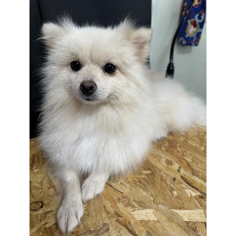 ののポメラニアン-