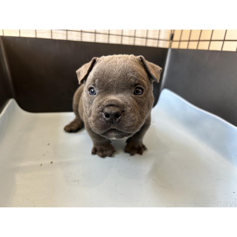 販売中の茨城県のエキゾチックブリー-418581の20枚目