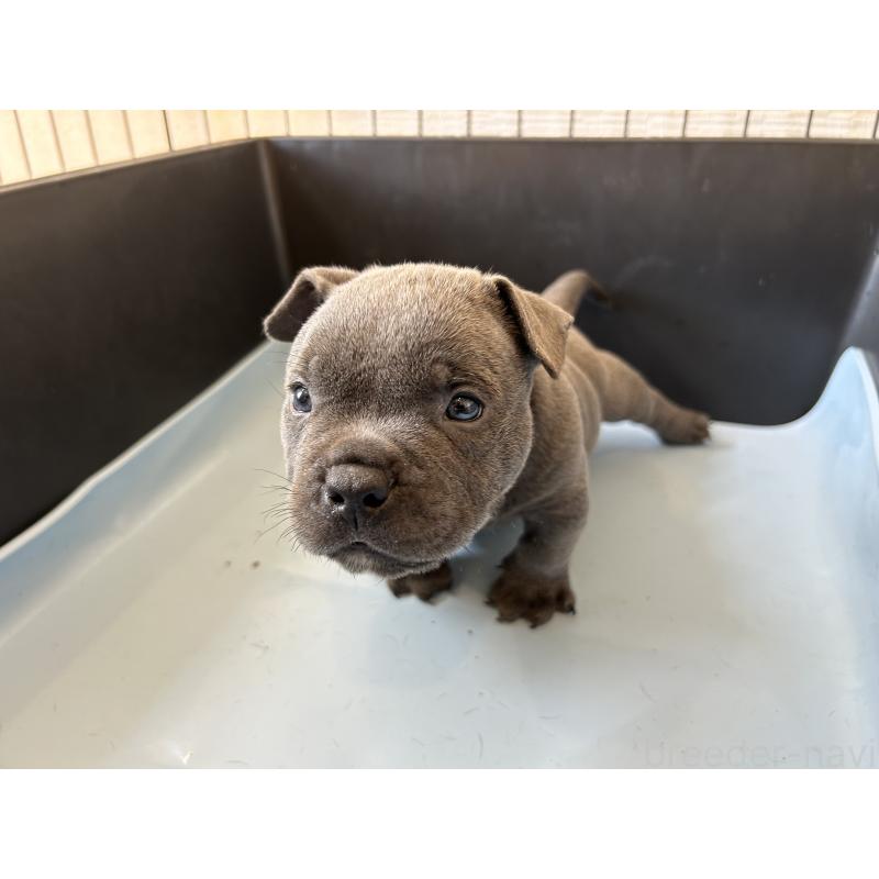 販売中の茨城県のエキゾチックブリー-418581の19枚目