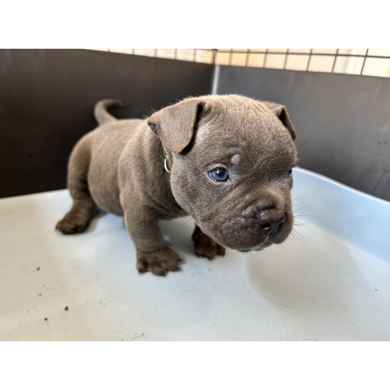 販売中の茨城県のエキゾチックブリー-418581の18枚目