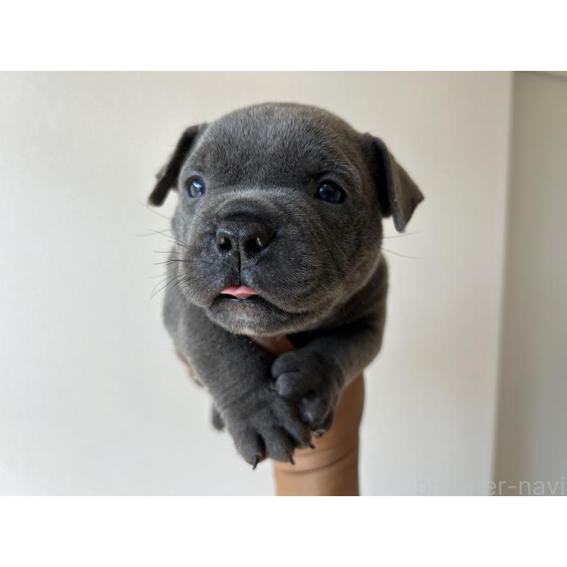 販売中の茨城県のエキゾチックブリー-418581の17枚目