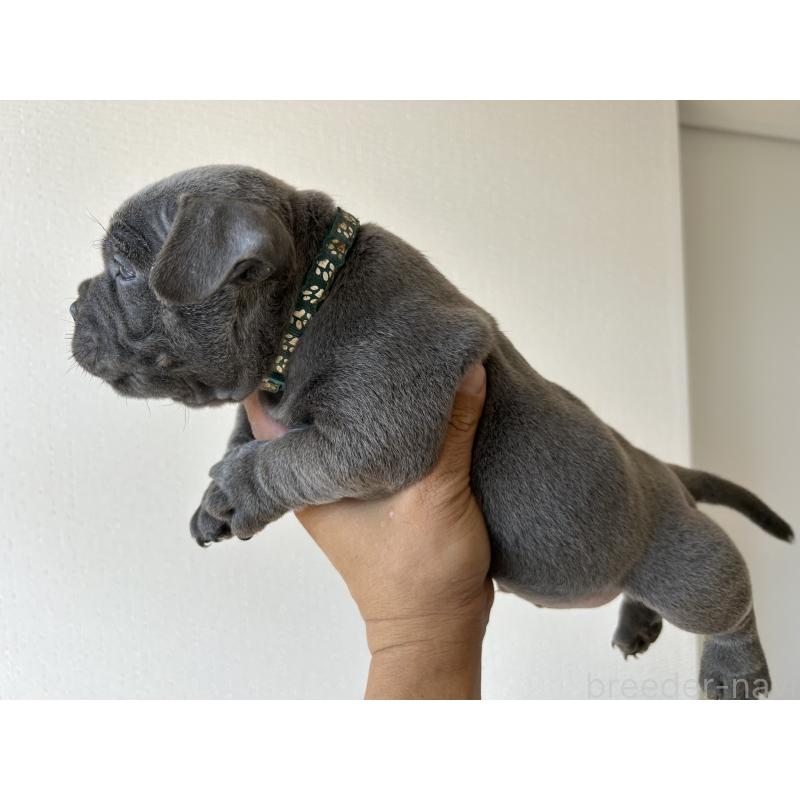 販売中の茨城県のエキゾチックブリー-418581の16枚目