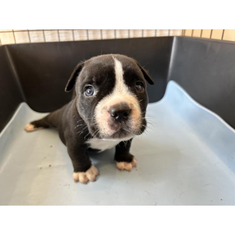 販売中の茨城県のエキゾチックブリー-418580の23枚目