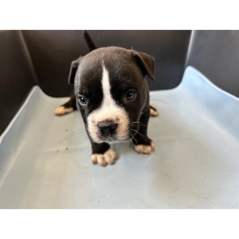 販売中の茨城県のエキゾチックブリー-418580の22枚目