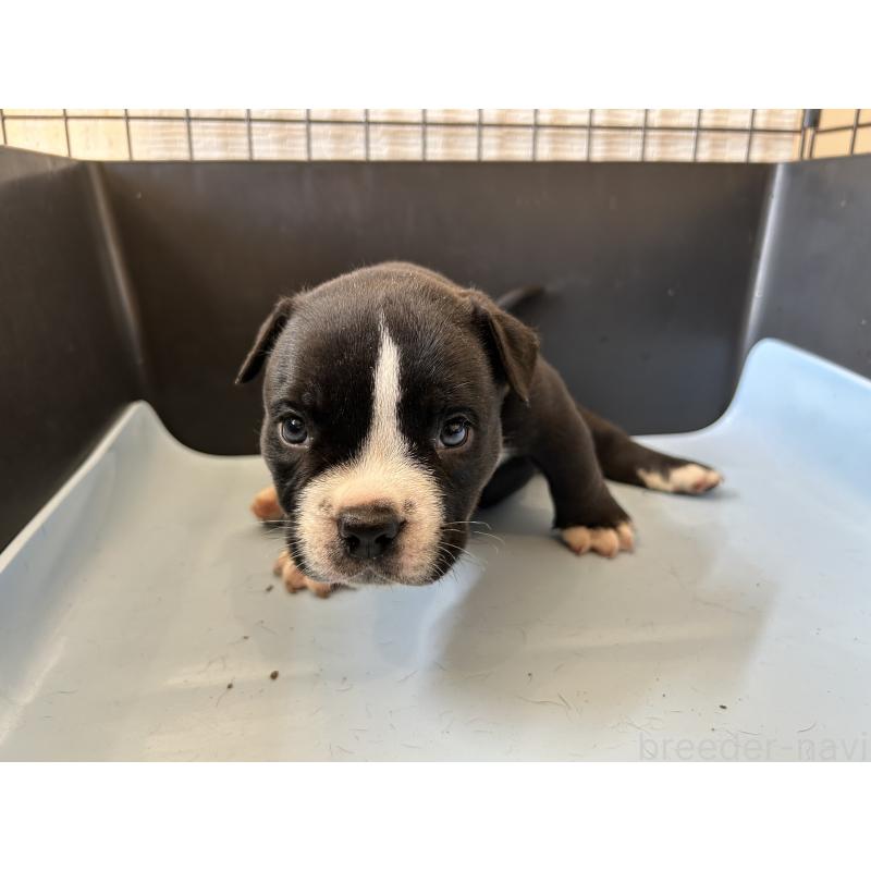 販売中の茨城県のエキゾチックブリー-418580の21枚目