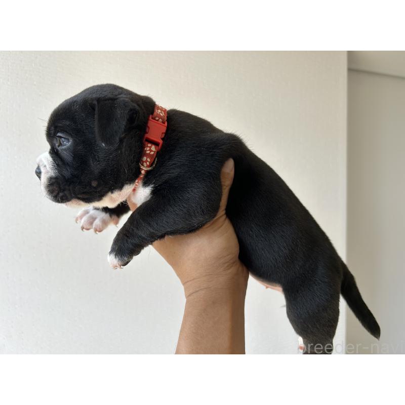 販売中の茨城県のエキゾチックブリー-418580の19枚目