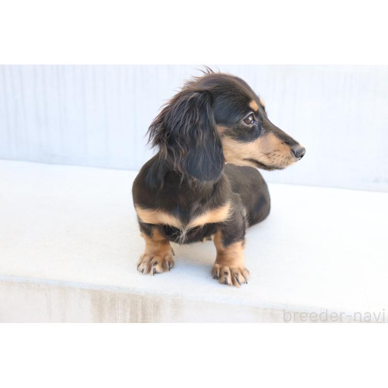 販売中の香川県のカニンヘンダックスフンド(ロングヘアード)-400367の3枚目