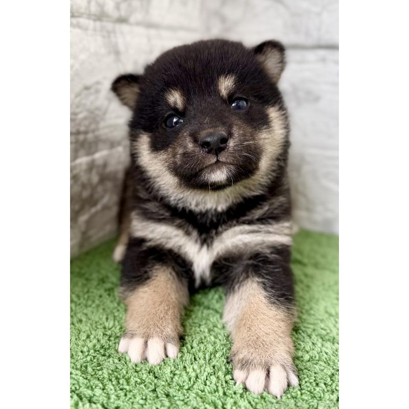 販売中の埼玉県の柴犬-417508の7枚目