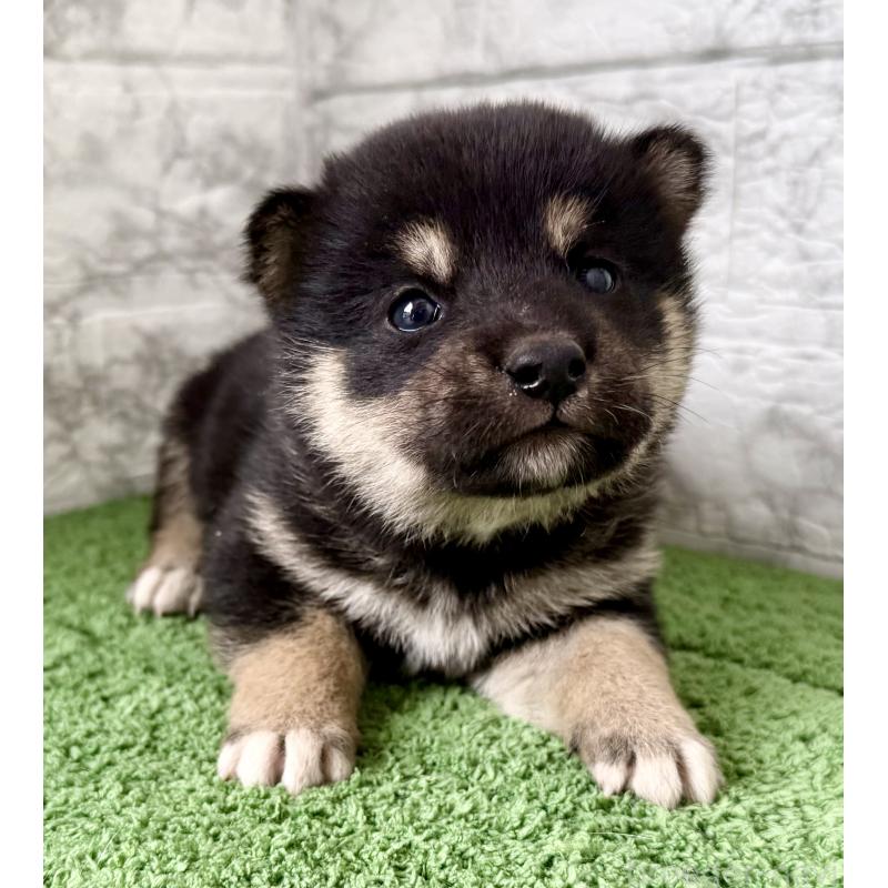 販売中の埼玉県の柴犬-417508の6枚目