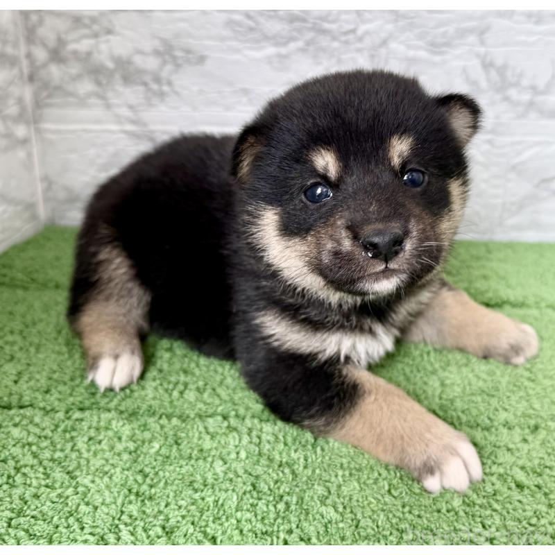 販売中の埼玉県の柴犬-417508の5枚目