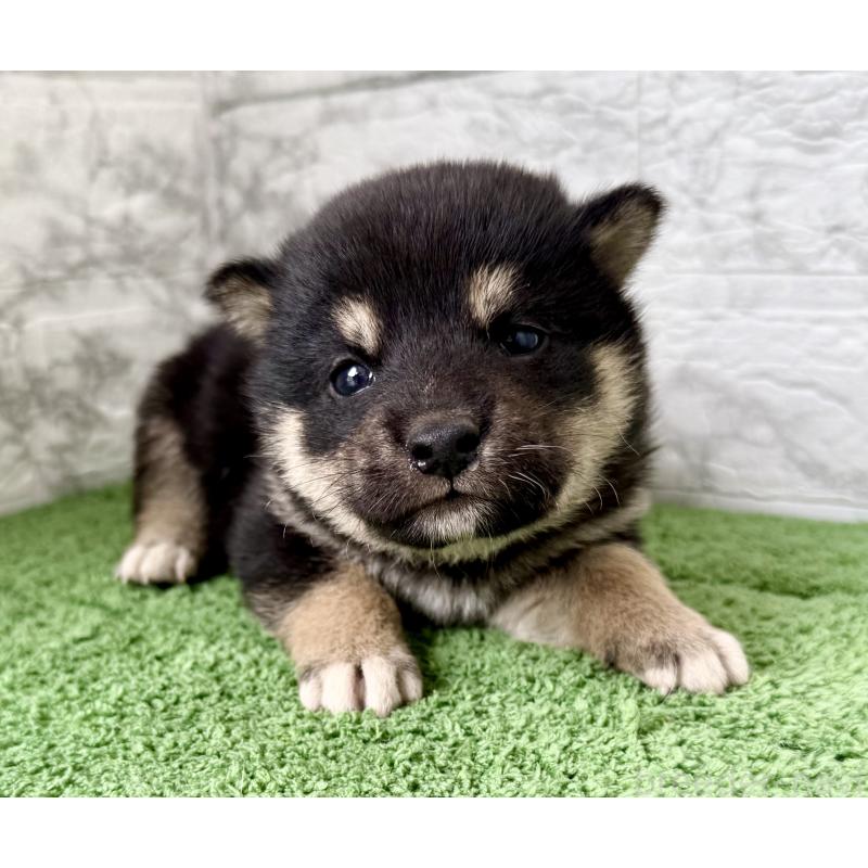 販売中の埼玉県の柴犬-417508の4枚目