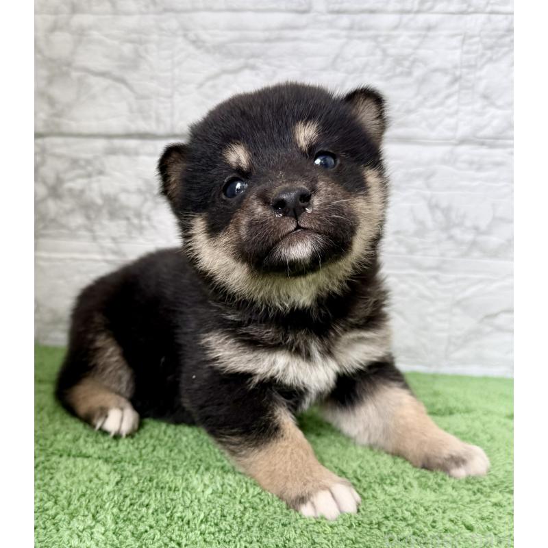 販売中の埼玉県の柴犬-417508の3枚目