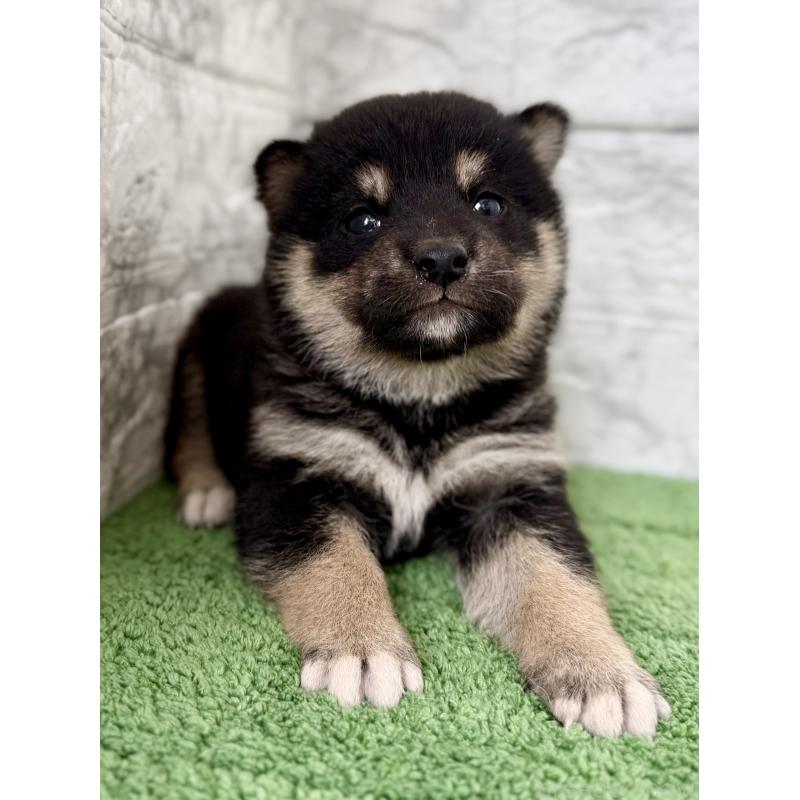 販売中の埼玉県の柴犬-417508の2枚目
