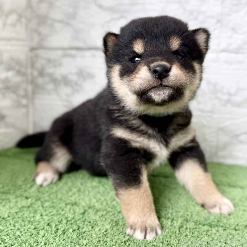 販売中の埼玉県の柴犬-417510