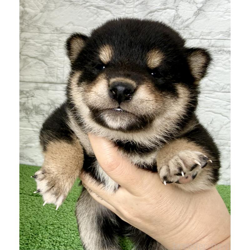 販売中の埼玉県の柴犬-417510の8枚目