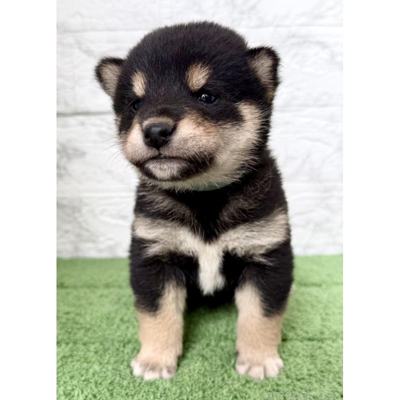販売中の埼玉県の柴犬-417510の7枚目