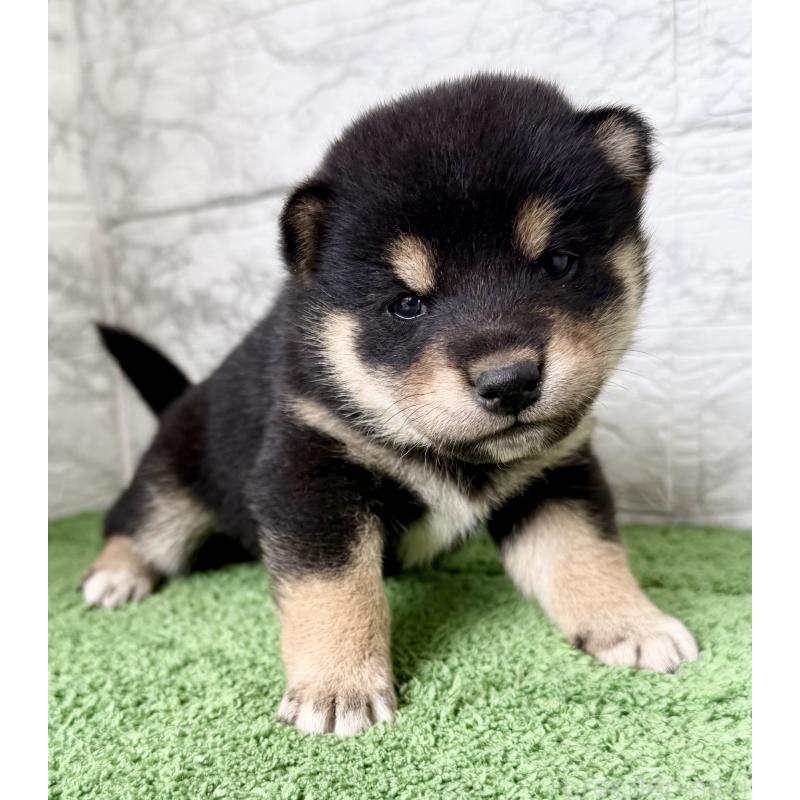 販売中の埼玉県の柴犬-417510の6枚目