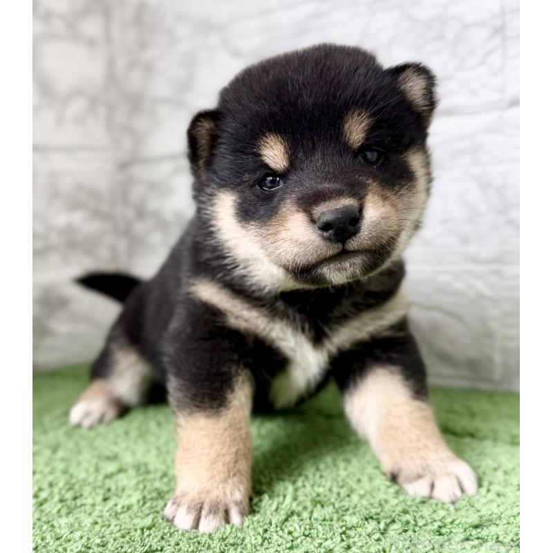 販売中の埼玉県の柴犬-417510の5枚目