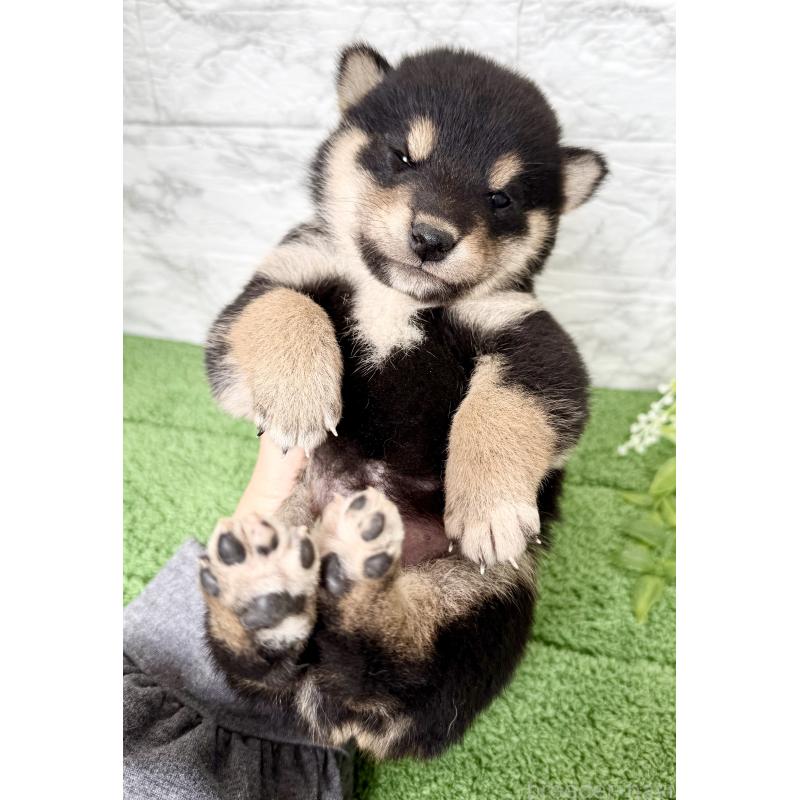販売中の埼玉県の柴犬-417510の4枚目