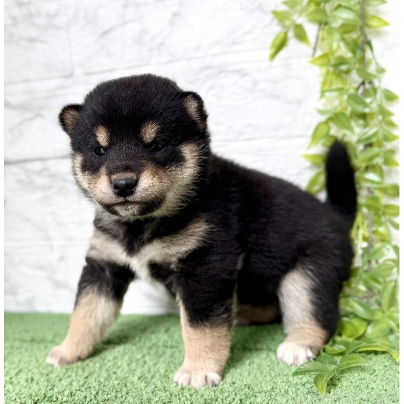 販売中の埼玉県の柴犬-417510の3枚目
